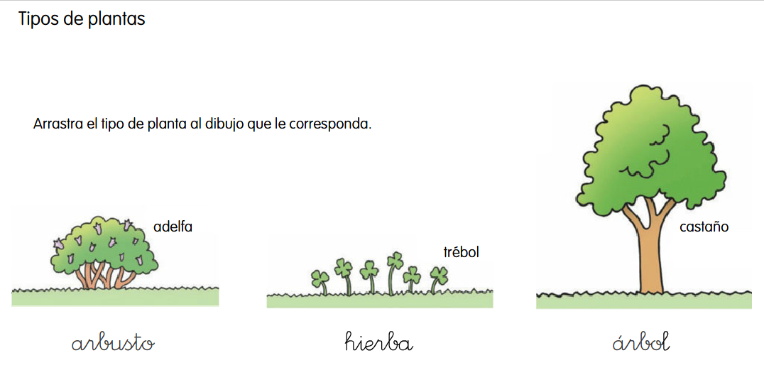 http://primerodecarlos.com/primerodecarlos.blogspot.com/octubre/primerodecarlos/SANTILLANA/actividades/C_del_Medio/Unidad%208/tipos%20de%20plantas.swf