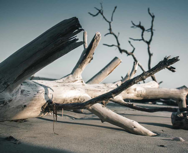 fallen tree lying on beach