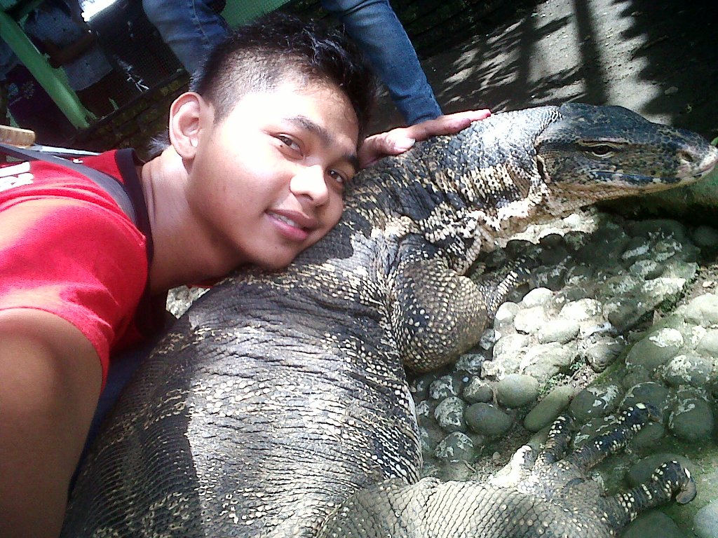 iguana hijau terbesar