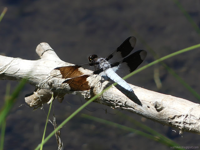 dragonfly with banded wings