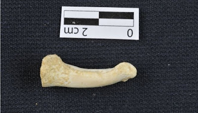 Fosil Spesies Manusia Baru Ditemukan Di Gua Pulau Luzon