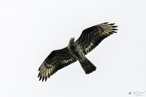 Honey buzzard