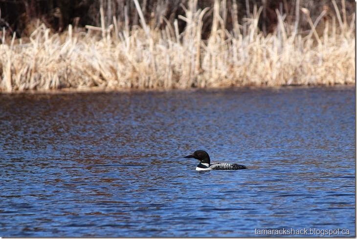 loon