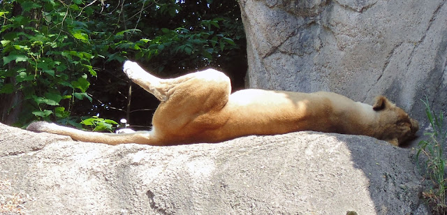 Lioness sleeping with legs sprawled out