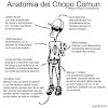 Humor: Anatomia del Chopo Comun