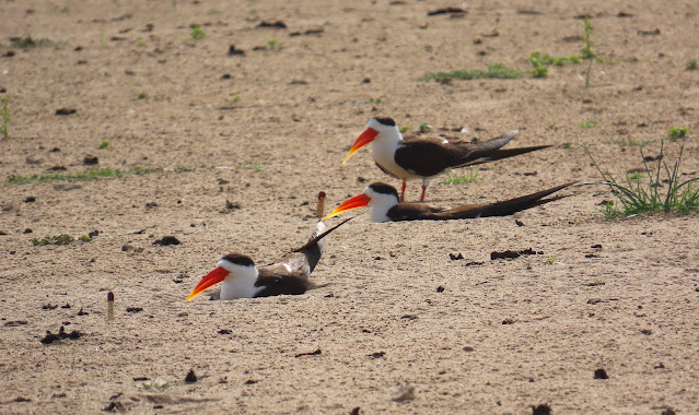 Indian skimmer in Chambal