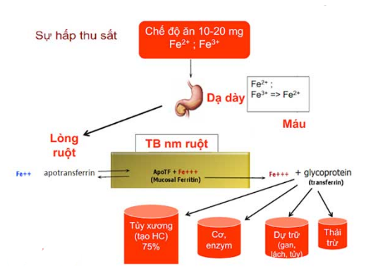 hap-thu-sat-cho-co-the