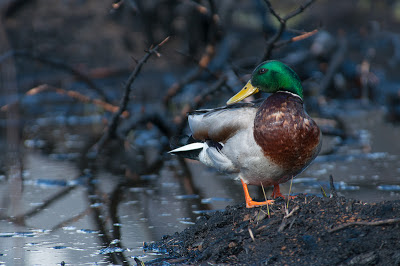 Male Mallard