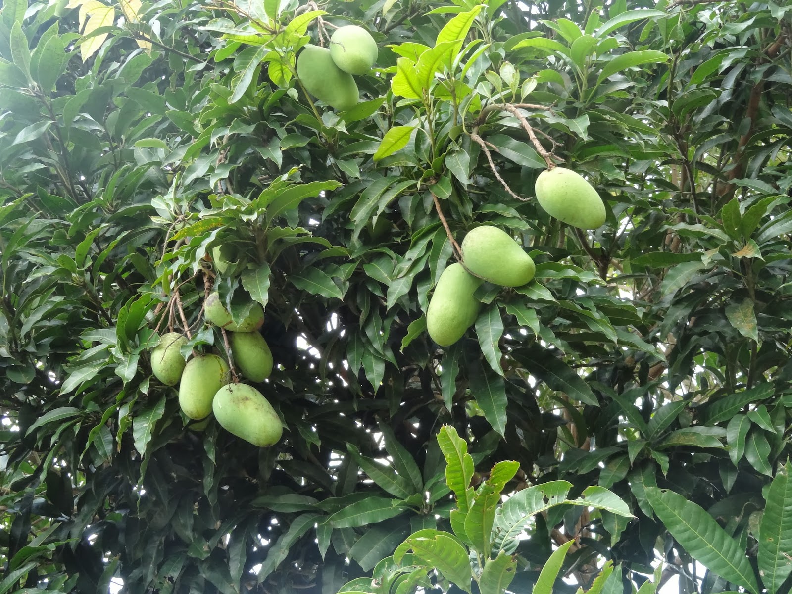 WARISAN NENEK: Buah Mangga dan Air Kelapa