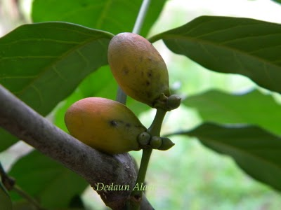 Macam2: Khasiat Buah buahan