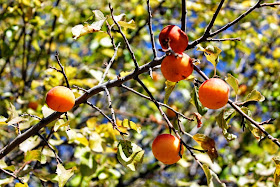 Anatolia Lemons are used instead of mountain plum official