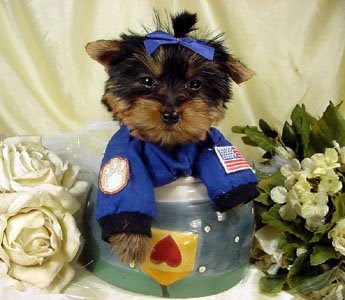 dressed up space astronaut dog