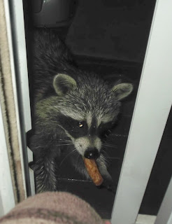 raccoon taking a weiner through a door