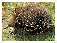 Echidna Animal Pictures