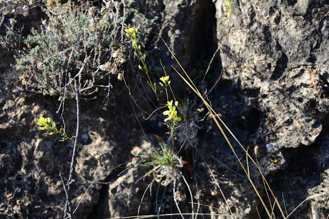 Biscutella laevigata