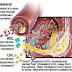 18 High Cholesterol Foods List That You Should Avoid