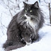 Beautiful Norwegian Forest Cat but is the muzzle triangular enough?