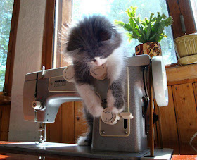kitten playing with sew machine, funny cats, cat photos, cat pictures