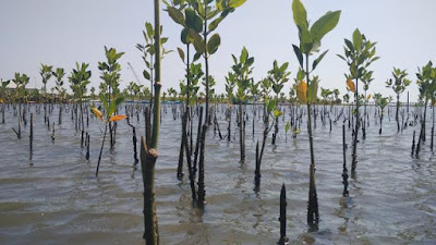 Tanam Lima Puluh Ribu Bibit Mangrove Di Pulau Momongan