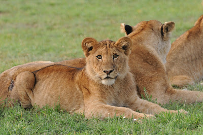 LAKE MANYARA NATIONAL PARK