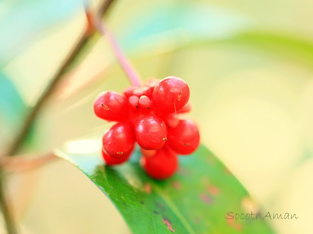 Kadsura japonica