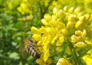 Mustard white as a honey plant