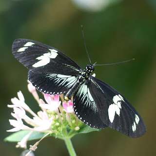 Laparus doris - Heliconius doris