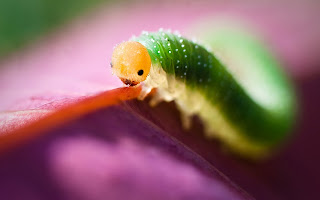 Larva beauty