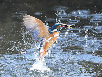 カワセミの水面飛出し5-2/2 黒目川Canon EOS R7にて撮影