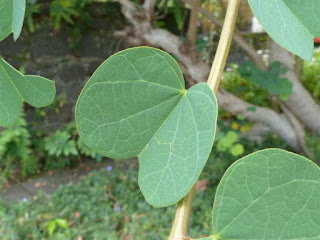 Bauhinie de Galpin - Bauhinia galpinii