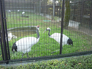 Red-crowned cranes in an aviary in Korakuen Garden, Okayma