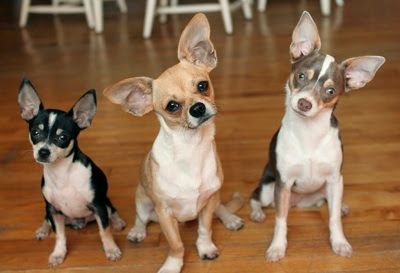 chihuahua-dog-breed