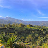 Rumah Tengah Sawah Destinasi Baru di Malino,  Merasakan Keindahan Alam Natural 