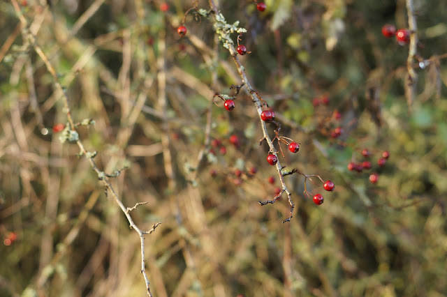 Photographs of weeds in December