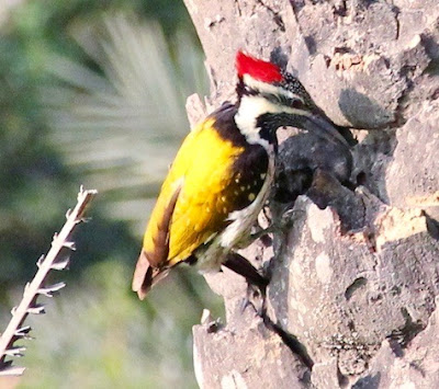 "Common Flameback - Dinopium javanense, on a date palm tree looking for grub"