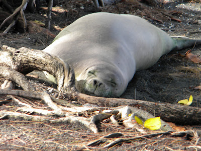 copyright 2012 All Hawaii News