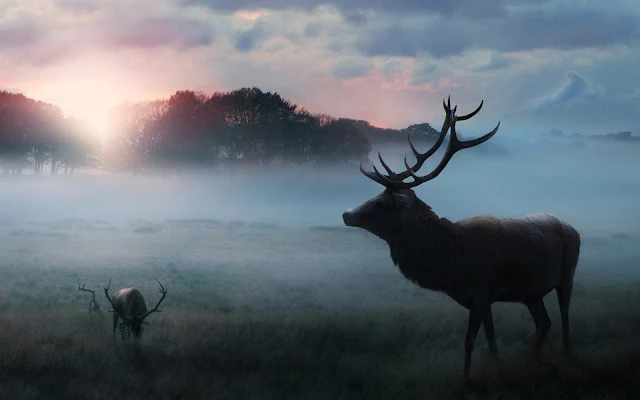 Deer Forest Morning Sunrise Fog Winter wallpaper. Click on the image above to download for HD, Widescreen, Ultra HD desktop monitors, Android, Apple iPhone mobiles, tablets.