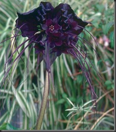 black-bat-flower