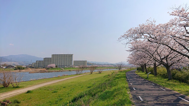 石川さくら堤(富田林市)