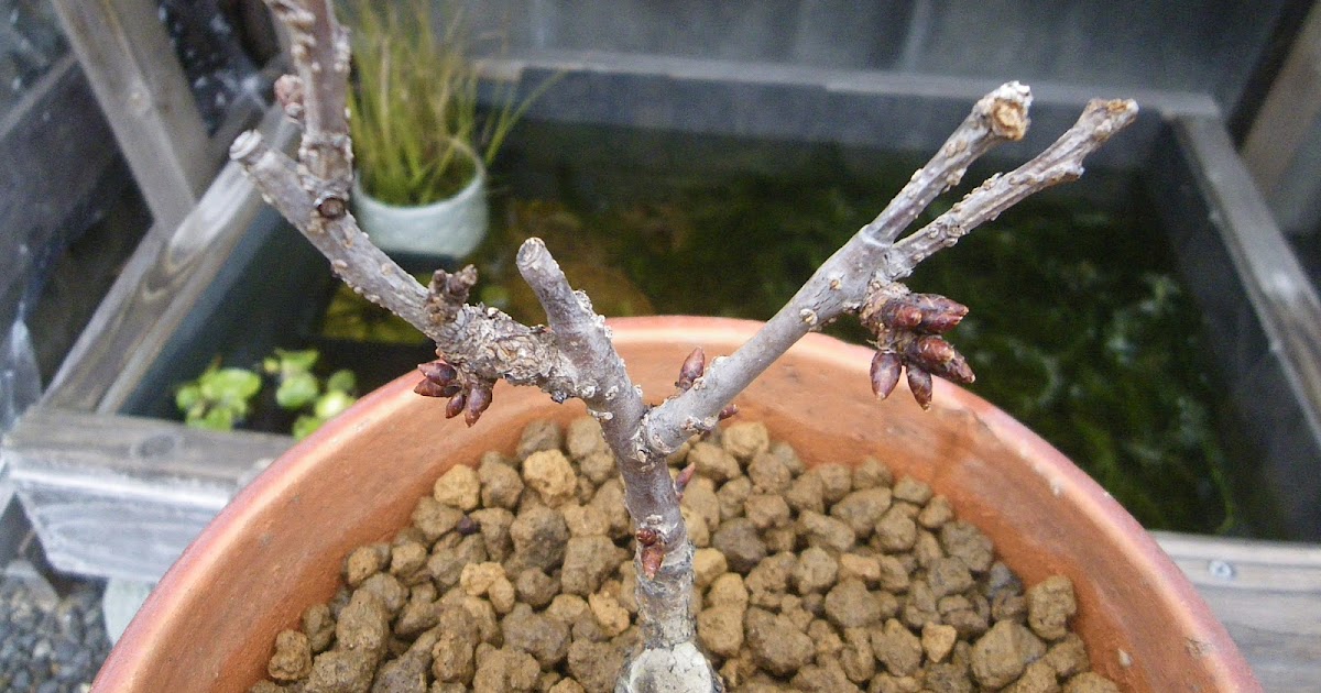 枯れたミニ盆栽を回復させる方法はある 旭山桜で実践 メダカの大工
