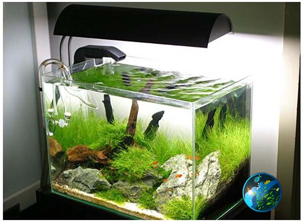 ... Fish Tank | Flora Aquatica - Freshwater Aquarium Plants for Planted