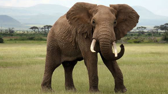 The African Bush Elephant