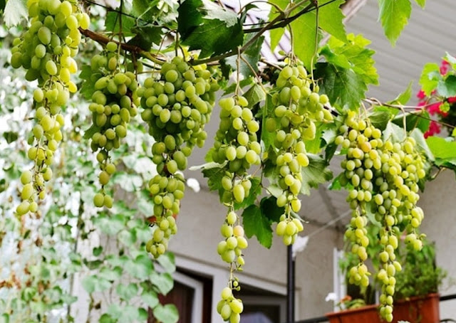Cara menanam anggur di rumah untuk membantu pohon berbuah lebih cepat
