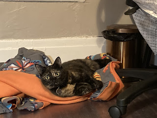 A brown and black tortoiseshell cat (Folio) lounges on an orange and grey fleece blanket, her yellow eyes are bright and happy.