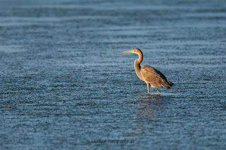 Wildlifefotografie Kroatien Neretva Delta Olaf Kerber