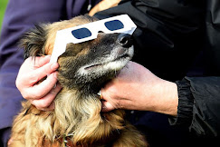 A man puts sunglasses on a dog.