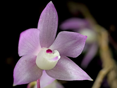 Dendrobium hercoglossum care and culture