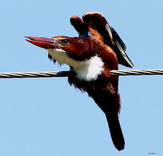 "White-throated Kingfisher - Halcyon smyrnensis, resident stretching its wings."