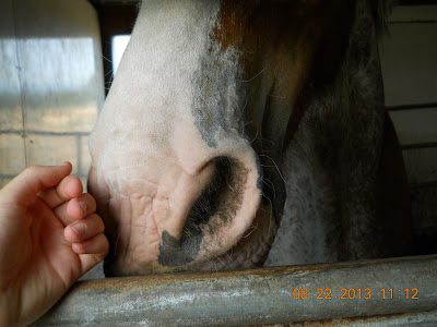 Sabino Clydesdale horse's muzzle