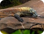 komodo